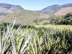 Remolino pineapple field