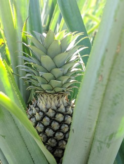Remolino Pineapple